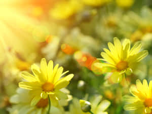 Serene Spring Sunshine In A Blossoming Meadow Wallpaper