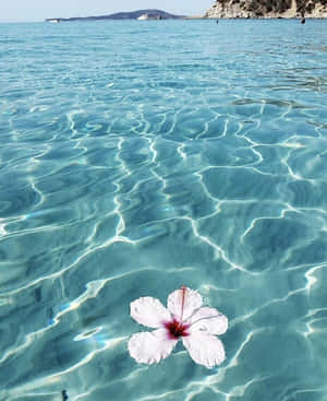 Serene_ Summer_ Waters_with_ Hibiscus.jpg Wallpaper