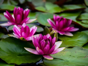 Serene Sunrise Casting A Warm Glow On A Verdant Wetland Wallpaper