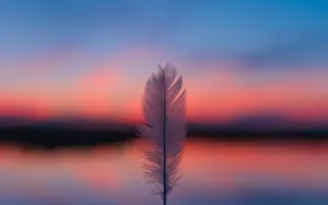 Serene Sunset Feather Reflection Wallpaper