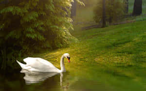 Serene Swan Lake Morning Wallpaper