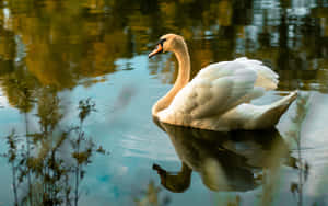 Serene Swan Lake Reflection Wallpaper