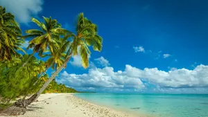 Serene Tropical Paradise With Beach Palm Trees Wallpaper