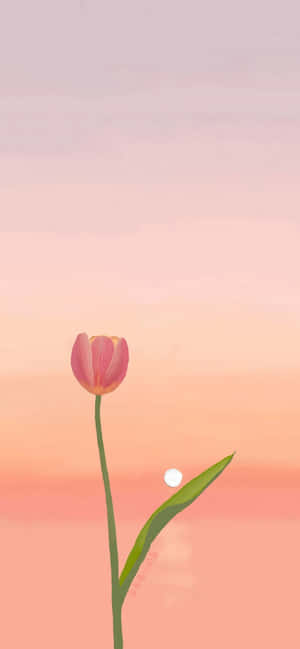 Serene Tulip Sunset Wallpaper Wallpaper