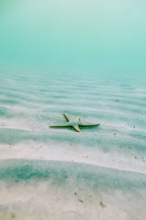 Serene Underwater Starfish Summer.jpg Wallpaper