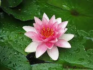 Serene Water Lily Flourishing In A Tranquil Pond Wallpaper