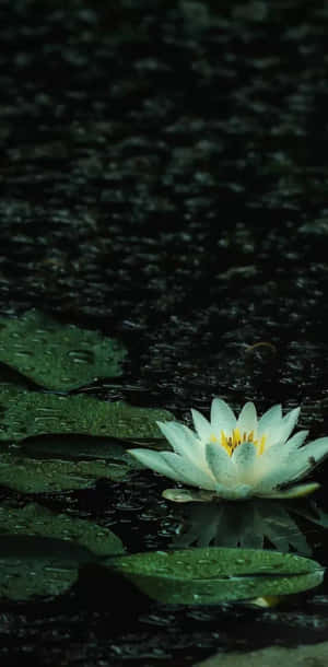 Serene Water Lilyin Rain.jpg Wallpaper