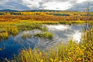 Serene Wetland Ecosystem With Abundant Plants Wallpaper