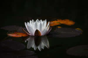 Serene White Lotus Dark Water Wallpaper