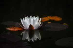 Serene White Lotus Dark Water Wallpaper