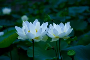 Serene White Lotus Flowers Wallpaper