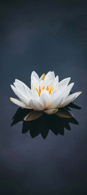 Serene White Lotus Reflection Wallpaper