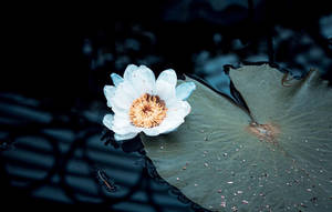 Serene White Water Lily Bloom Wallpaper