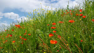 Serene Wildflower Meadowscape Wallpaper