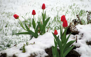 Serene Winter Flowers In Snow Wallpaper