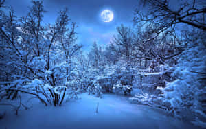 Serene Winter Forest Scene Wallpaper