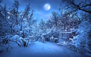 Serene Winter Forest Scene Wallpaper