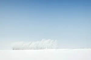 Serene Winter Forest Silhouette Wallpaper