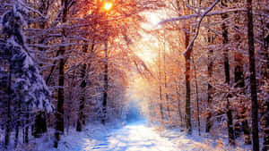 Serene Winter Wonderland Wallpaper