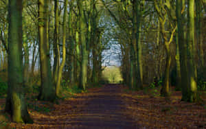 Serene Woodland Path Wallpaper