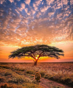 Serengeti National Park Lion Sunset Wallpaper