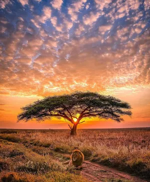 Serengeti National Park Lion Sunset Wallpaper