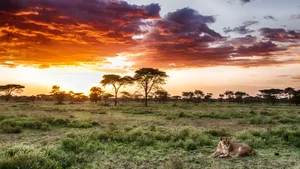 Serengeti National Park Lioness Sitting Wallpaper