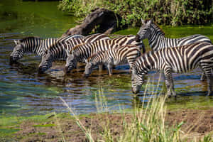 Serengeti National Park Zebras Drinking Wallpaper