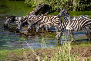Serengeti National Park Zebras Drinking Wallpaper