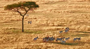Serengeti National Park Zebras Wallpaper