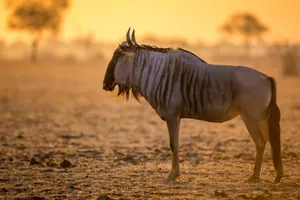 Serengeti Sunset Wildebeest Wallpaper