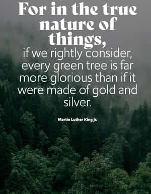 Serenity In Green - Sunlight Through The Forest Wallpaper