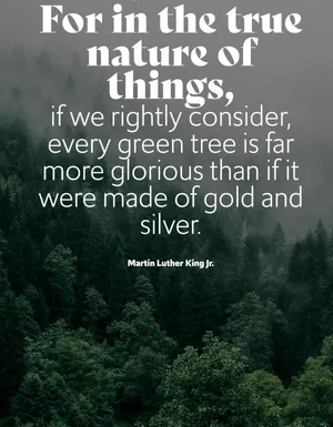 Serenity In Green - Sunlight Through The Forest Wallpaper