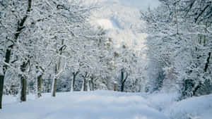 Serenity Of A Winter Forest Wallpaper