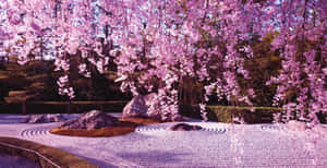 Serenity Under Cherry Blossoms.jpg Wallpaper