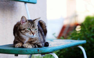 Serious Cat Determined To Accomplish His Goals Wallpaper