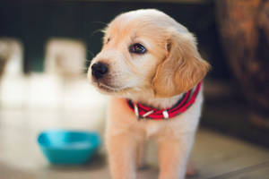 Serious Golden Retriever Puppy Wallpaper