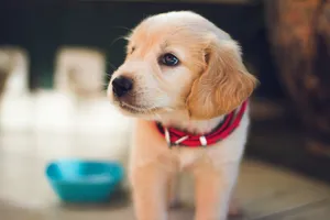 Serious Golden Retriever Puppy Wallpaper