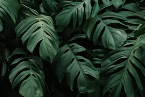 Shaded Green Leaves Wallpaper