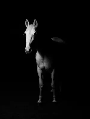 Shadowed White Horse Iphone Wallpaper