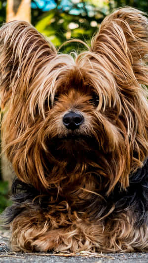 Shaggy Brown Dog Portrait Wallpaper