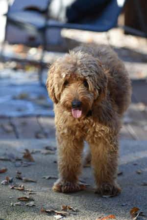 Shaggy Brown Dog Standing Outdoors Wallpaper