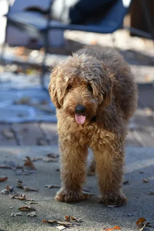 Shaggy Brown Dog Standing Outdoors Wallpaper