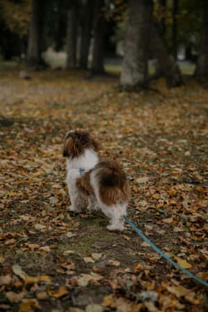 Shaggy Dog Autumn Park Walk Wallpaper