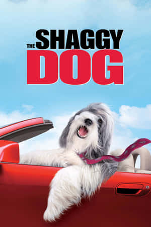 Shaggy Dog Movie Poster Wallpaper