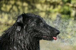 Shaking Black Dog Water Spray.jpg Wallpaper