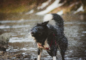 Shaking Off Water Black Dog.jpg Wallpaper