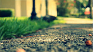 Shallow Depth Effect Focus Wallpaper