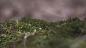 Shallow Depth Effect Focus Wallpaper