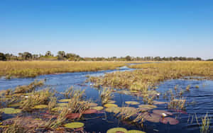 Shallow Waters Of The Okavango Delta Wallpaper